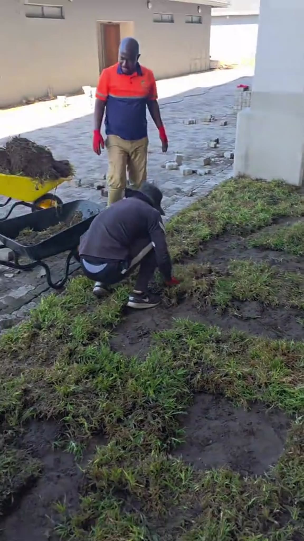 Instant lawn being laid patch by patch